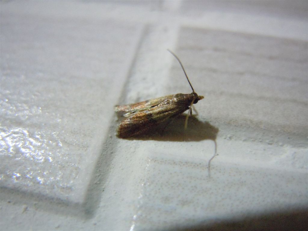 Plodia interpunctella!